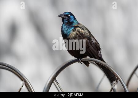 Common Grackle (Quiscalus quiscula) perched on a metal fence Stock Photo