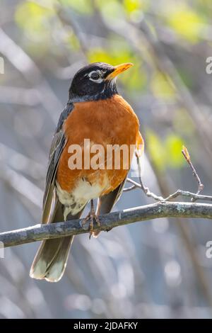 American Robin (Turdus migratorius), a migratory songbird in the true thrushes family Stock Photo