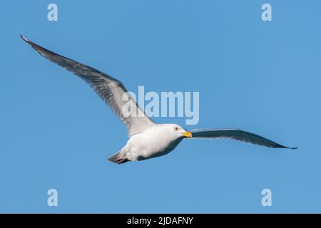 Herring Gull gliding against clear blue sky Stock Photo