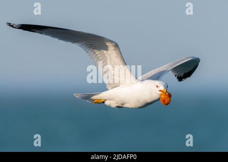 Ring billed Gull (Larus Delawarensis) flying with a curly chip or fry in its beak Stock Photo