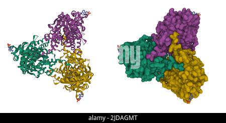 Cyclic adenosine monophosphate molecule Stock Photo - Alamy