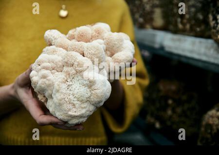 Close up of hands holding cultivated edible Lion's Mane (Hericium erinaceus) fungi