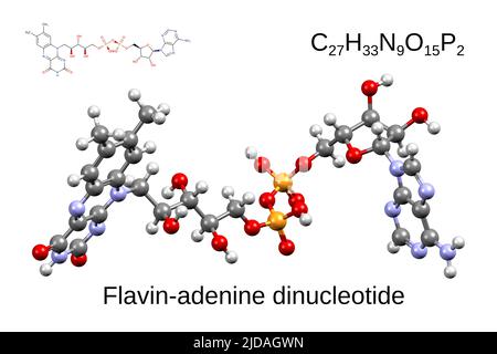 Chemical formula, skeletal formula, and 3D ball-and-stick model of the coenzyme flavin-adenine dinucleotide, white background Stock Photo