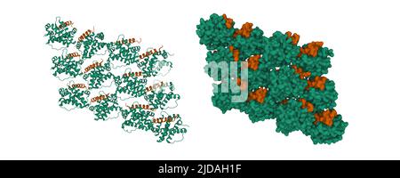 Induced myeloid leukemia cell differentiation protein Mcl-1 (green) complexed with Mule (brown). 3D cartoon and Gaussian surface models, PDB 5c6h Stock Photo