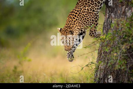 A male leopard, Panthera pardus, leaps down from a tree Stock Photo