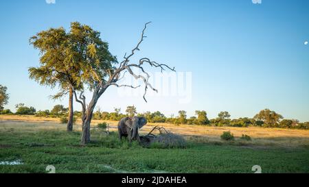 An African elephant, Loxodonta africana, stands on marshland under a dead tree Stock Photo