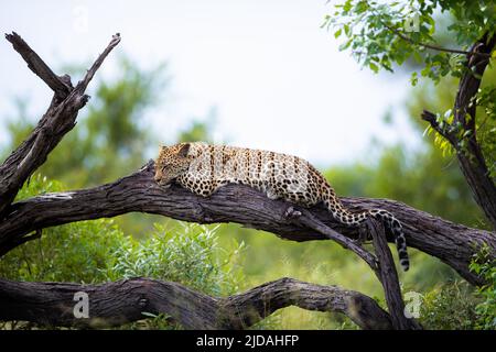 A young leopard, Panthera pardus, rests on a dead tree Stock Photo