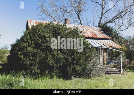 Abandoned homestead with a rusting tin roof, and large shrubs growing up.