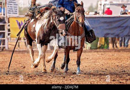 Cowboy being lifted off bucking bronco at country rodeo Australia Stock Photo