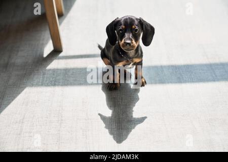 Front view of cute, black, little dachshund puppy standing indoors, looking at camera, thoughtful. Funny, small dog with brown paws and neck playing. Concept of domestic animals. Stock Photo