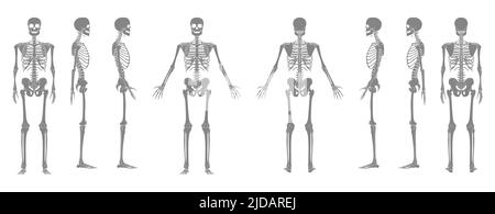 Set of Skeleton greyscale Human body bones hands, legs, chests, heads, vertebra, pelvis, Thighs front back side view. Flat concept Vector illustration of anatomy isolated on white background Stock Vector