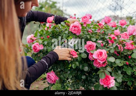 Leonardo da Vinci hot pink rose blooming in summer garden. Gardener cuts stems off with pruner. Meilland selection roses flowers Stock Photo