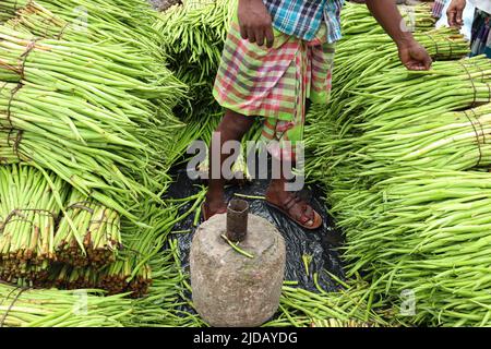 fresh and healthy green arum lobe stock on shop for sell Stock Photo