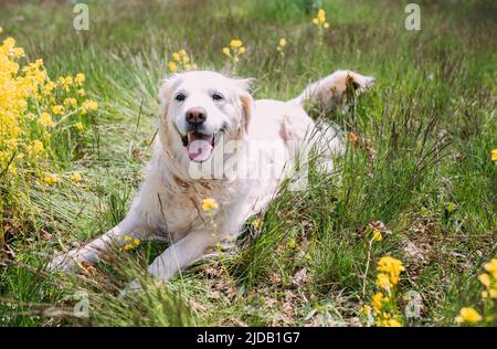 Adult dog golden labrador retriever lies on the grass among yellow flowers Stock Photo