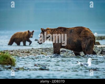 Coastal Brown Bear (Ursus arctos horribilis) standing in the water fishing for salmon below fish ladder in Geographic Harbor with another young gri... Stock Photo