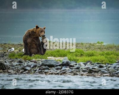 Young, Coastal Brown Bear (Ursus arctos horribilis) sitting on the shore scratching with its back paw while fishing for salmon in Geographic Harbor Stock Photo