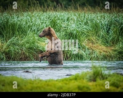 Coastal Brown Bear (Ursus arctos horribilis) standing on hind legs in the water fishing for salmon in Geographic Harbor Stock Photo