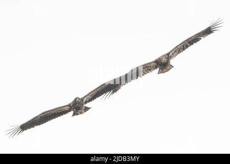 Two immature bald eagles (Haliaeetus leucocephalus) side by side, playing and chasing each others in the skies above Whitehorse Stock Photo