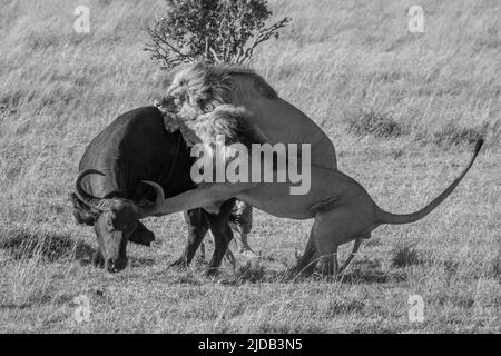 Two lions (Panthera leo) attacking an African buffalo (Syncerus caffer) from behind on the savanna at Klein's Camp; Serengeti, Tanzania Stock Photo