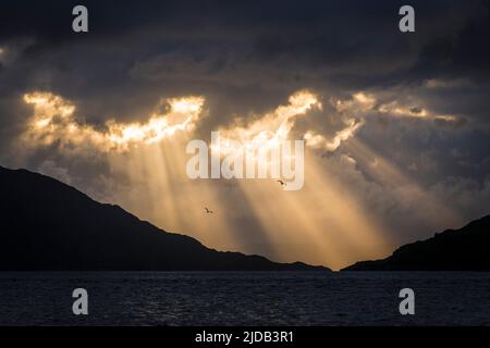Silhouette of the mountains and herring gulls (Larus argentatus) flying over the water at sunset near Kylesmorar; Mallaig, Scotland Stock Photo