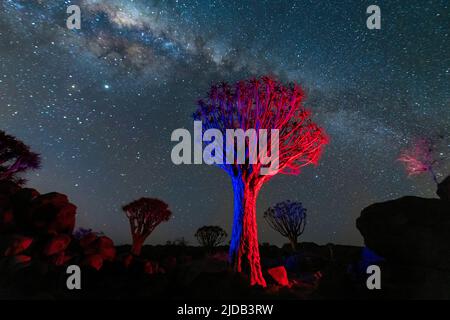 Quiver trees (Aloidendron dichotomum) under the Milky Way; Kunene Region, Namibia Stock Photo