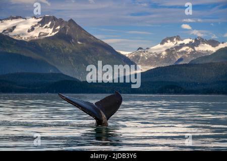 A humpback whale (Megaptera novaeangliae) lifts its flukes as it feeds in the Lynn Canal, Inside passage with the Eagle Glacier and Coast Range in ... Stock Photo