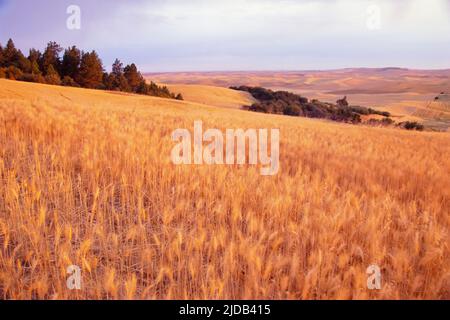 Golden grain field at twilight; United States of America Stock Photo