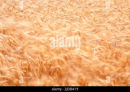 Golden wheat fields with stalks waving in the wind; Washington State, United States of America Stock Photo