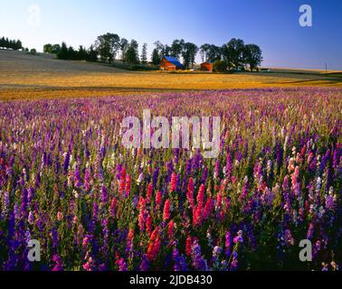 Colorful pink and purple wildflowers growing in a field at twilight with farm buildings in the background in the Willamette Valley Stock Photo