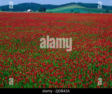 Vibrant red, crimson clover (Trifolium incarnatum) wildflowers growing in a field with farm buildings in the distance in the Willamette Valley Stock Photo