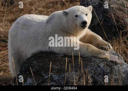 Polar bear (Ursus maritimus) laying across a rock in the wild, Northern Canada, near Churchill, Manitoba; Churchill, Manitoba, Canada Stock Photo