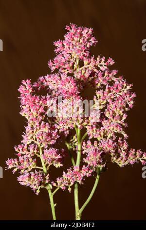 Purple flower blossom close up botanical background high quality big size prints astilbe japonica family saxifragaceae wall poster Stock Photo