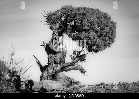 Black and white image of a very old twisted and gnarled Juniper tree in Canyonlands National Park; Moab, Utah, United States of America Stock Photo