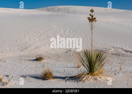 Yucca plant surviving in the White Sands National Monument; Alamagordo, New Mexico, United States of America Stock Photo