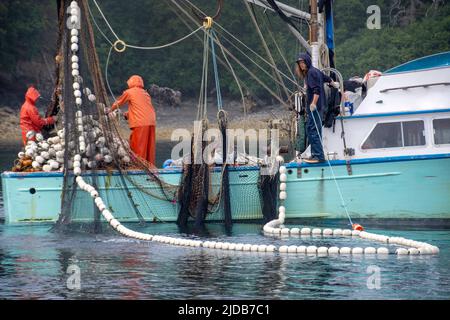 A salmon purse seiner and crew work the waters of Kachemak Bay for returning fish during the summer season in 2017. Stock Photo