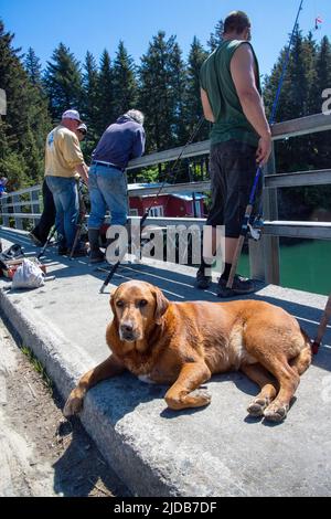 A dog patiently waits for its master while fishermen line up to fish for returning salmon on the bridge crossing the Seldovia Slough Stock Photo