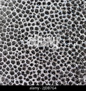 Black and white abstract polystyrene foam textured background Stock Photo