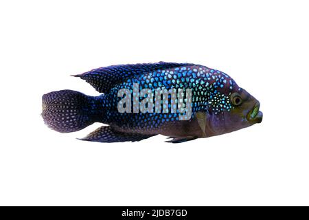 Rocio octofasciata fish or Cichlasoma bee on blue water background with aquarium pets. Stock Photo