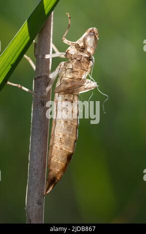 Close-up of an abandoned shell of a dragonfly larva. The dry shell hangs from a stalk. The background is light. The light shines through the case. Stock Photo