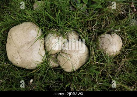 multiple giant puffball mushroom in a natural green background Stock Photo