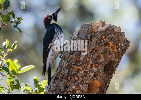 An acorn woodpecker (Melanerpes formicivorus) sitting on a granary tree where it has cached many acorns in Sebastopol, California, USA. Stock Photo