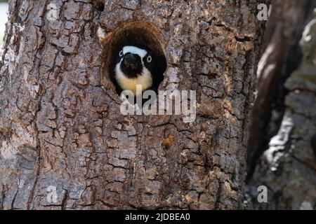 An acorn woodpecker (Melanerpes formicivorus) looking out of the tree hole where it is nesting in Sonoma county, California, USA. Stock Photo