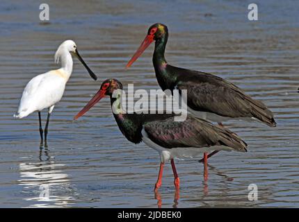 Black stork and spoonbill walk i water Stock Photo