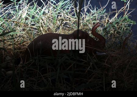 Les animaux de la ferme jouet en plastique dans une école maternelle en  Suède Photo Stock - Alamy