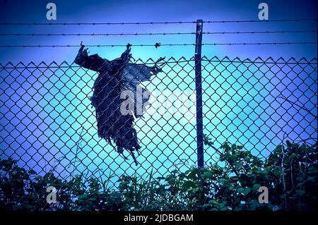 Black plastic bag  in the shape of an old witch caught on security fence Stock Photo