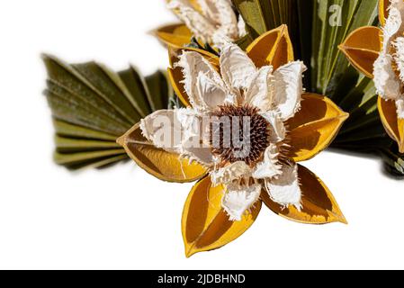 Detail of a decorative yellow and white flower, isolated on white background Stock Photo