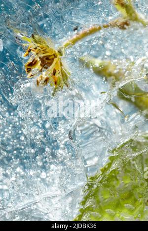 Abstract background of frozen multicolored flowers. Flowers in ice in the sunlight Flat lay Creative beauty backdrop Concept of cryotherapy Stock Photo