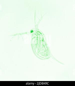 Microscopic image of zooplankton Water Flea Daphnia Stock Photo - Alamy