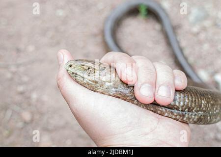 European legless lizard, Pseudopus apodus apodus, Sheltopusik. It's a non venomous reptile looks like a snake. Caught in Armenia Stock Photo