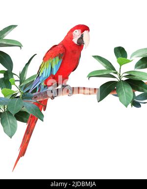 Ara parrot (Scarlet Macaw) sits on a branch among tropical leaves.  Exotical border with plants of jungle and Ara macao. Isolated on white background Stock Photo